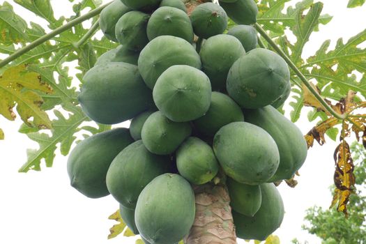 green and healthy raw papaya stock on tree in farm for harvest