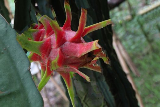 dragon fruit on tree in firm for harvest and sell