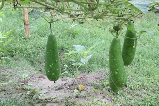 bottle gourd stock on farm for harvest