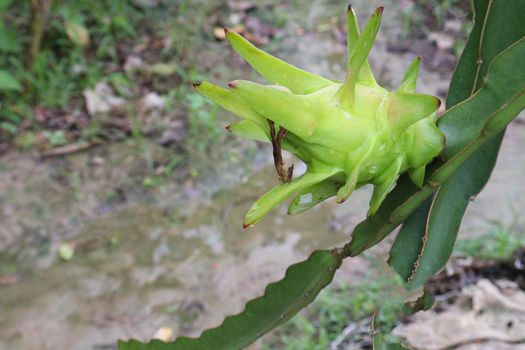 dragon fruit on tree in firm for harvest and sell