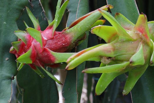 dragon fruit on tree in firm for harvest and sell