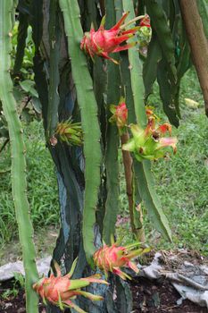 dragon fruit on tree in firm for harvest and sell