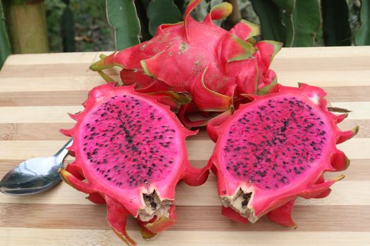 dragon fruit on tree in firm for harvest and sell