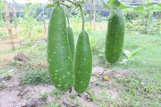 bottle gourd stock on farm for harvest