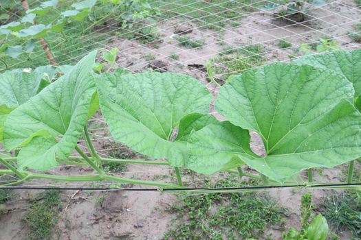 bottle gourd leaf stock on farm for harvest