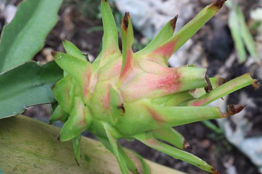 dragon fruit on tree in firm for harvest and sell