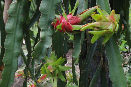 dragon fruit on tree in firm for harvest and sell