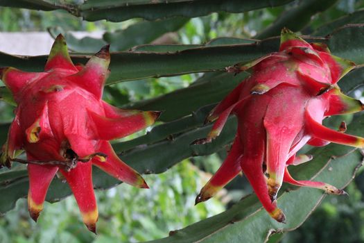 dragon fruit on tree in firm for harvest and sell