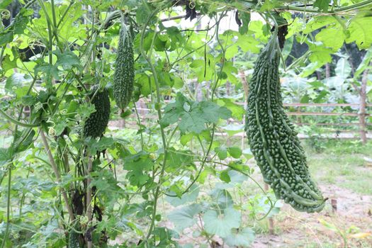 healthy raw bitter melon on tree in farm for harvest