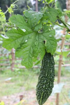 healthy raw bitter melon on tree in farm for harvest