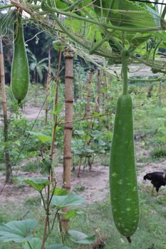 bottle gourd stock on farm for harvest