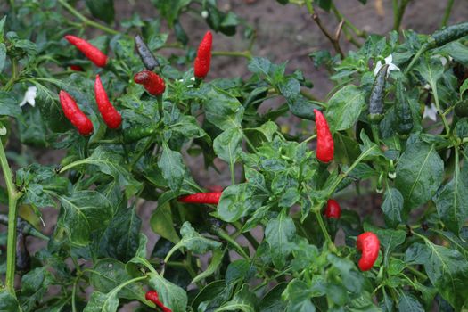 red colored chili on tree in farm for harvest