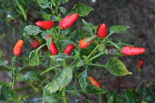 red colored chili on tree in farm for harvest