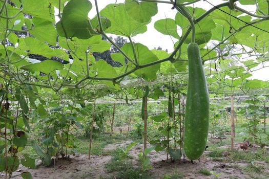 bottle gourd stock on farm for harvest