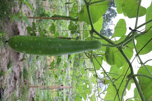 bottle gourd stock on farm for harvest