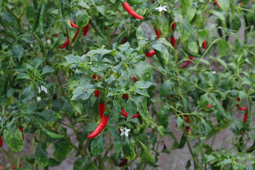 red colored chili on tree in farm for harvest