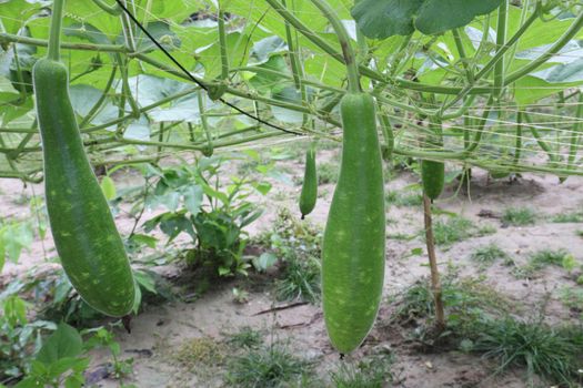 bottle gourd stock on farm for harvest