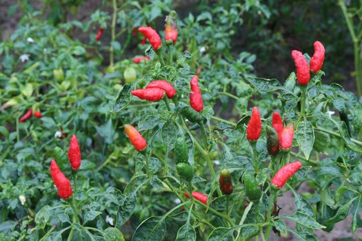 red colored chili on tree in farm for harvest