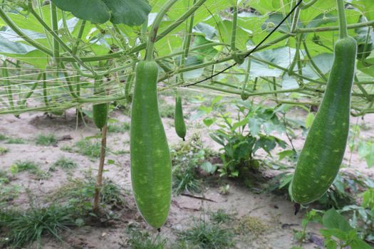 bottle gourd stock on farm for harvest