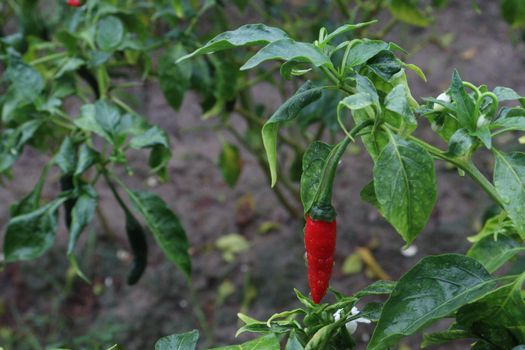 red colored chili on tree in farm for harvest