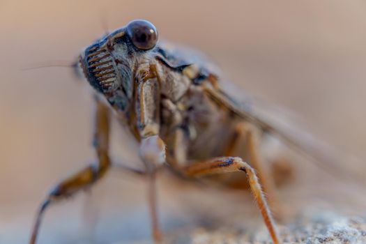 macro close-up of a cicada's head selective focus in nature