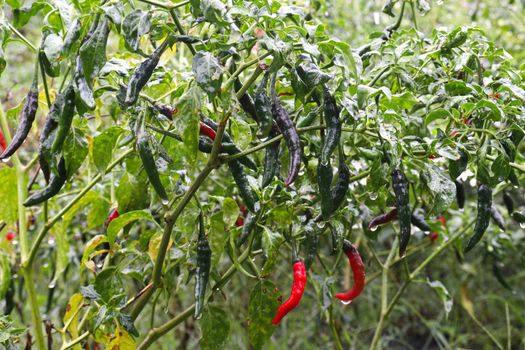 red colored chili on tree in farm for harvest