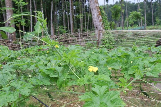 bitter melon tree view on field for farm and harvest