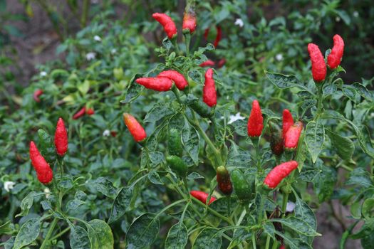 red colored chili on tree in farm for harvest