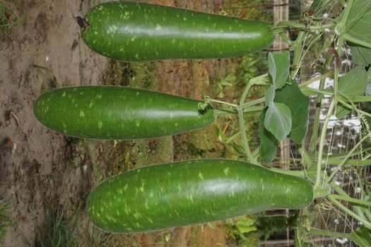 bottle gourd stock on farm for harvest