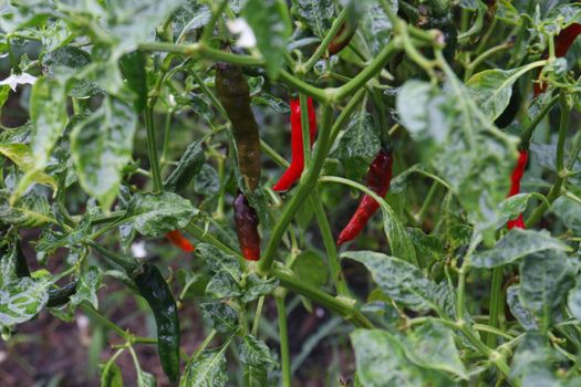 red colored chili on tree in farm for harvest