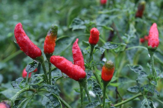 red colored chili on tree in farm for harvest