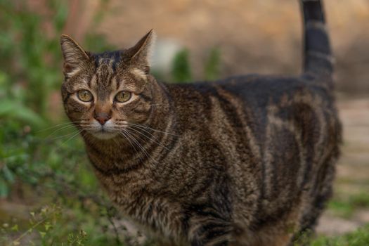 close-up of brown and black common cat looking at the camera walking in the field