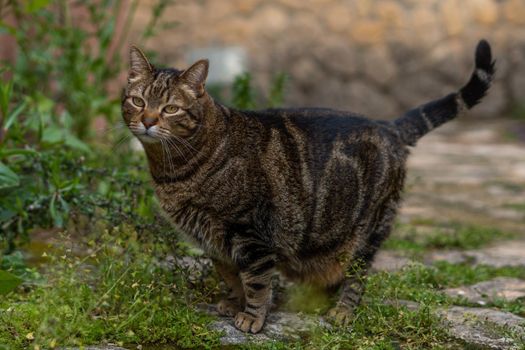 close-up of brown and black common cat looking at the camera walking in the field