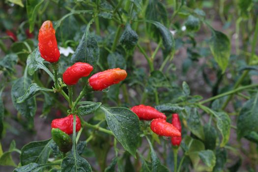 red colored chili on tree in farm for harvest