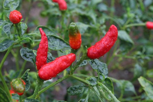 red colored chili on tree in farm for harvest