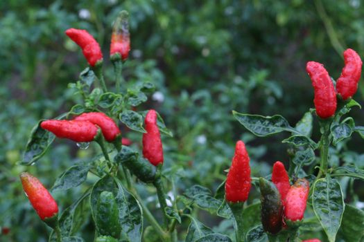 red colored chili on tree in farm for harvest