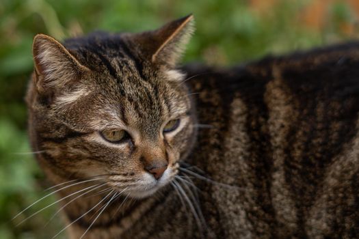 close-up of brown and black common cat looking at the camera walking in the field