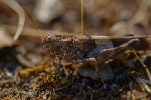 close-up macro shot of a grasshopper selective focus in nature