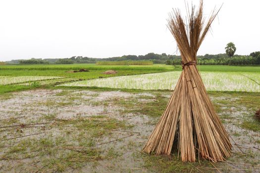 jute stick bunch stock on farm for harvest