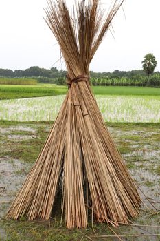 jute stick bunch stock on farm for harvest