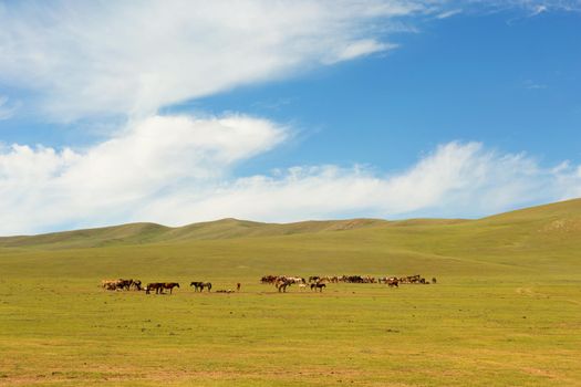 Herd of horses in the pasture in the steppe.