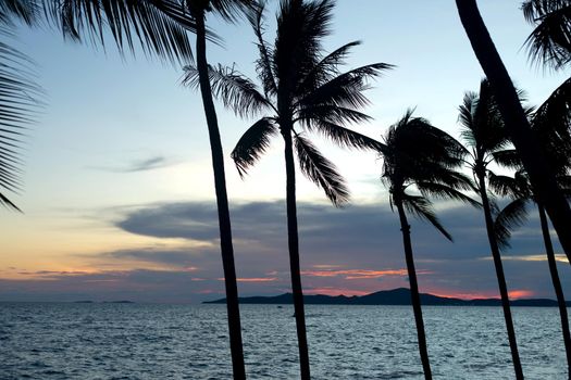 Silhouette coconut palm tree on sunset cloudy sky background.