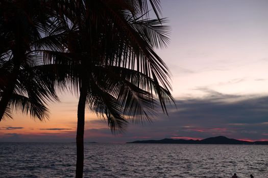 Palm tree silhouette on sea sunset pink background