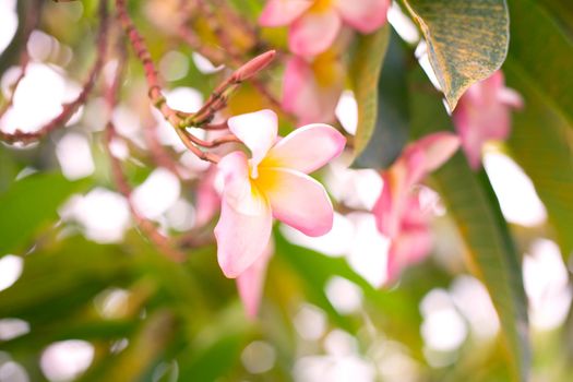 Tropical pink frangipani flowers on green leaves background. Close up plumeria tree.