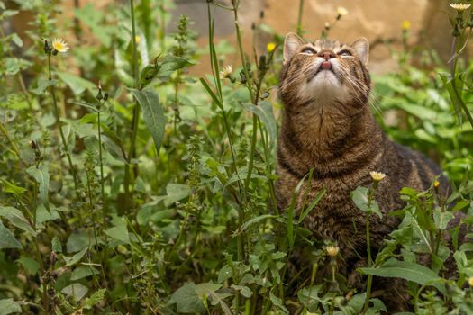 close-up of brown and black common cat among the grass and yellow flowers sticking out its tongue and licking its lips.