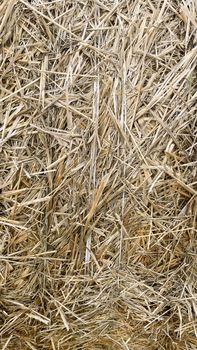 hay-roll on meadow against sunset background