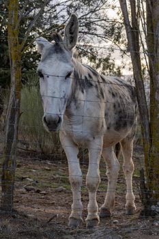 donkeys locked in their corral in the serrania de ronda ,malaga, spain