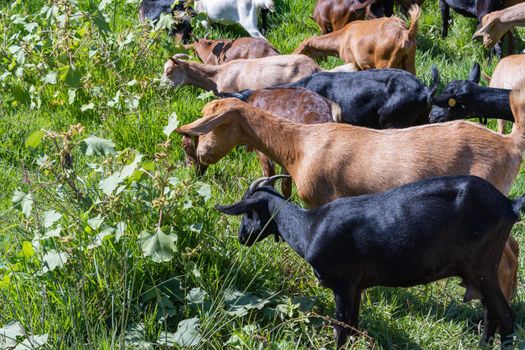 goats eating fresh grass on a sunny day in the field