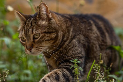 close-up of brown and black common cat looking at the camera walking in the field