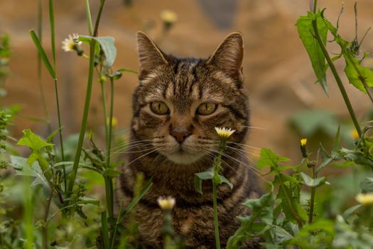 close-up of brown and black common cat looking at the camera walking among the flowers in a meadow of green grass and yellow flowers